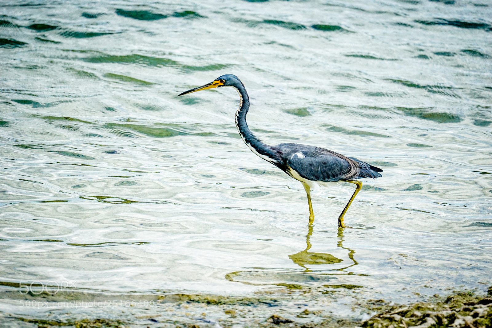 Sony a6000 sample photo. Tricolor heron at miami photography