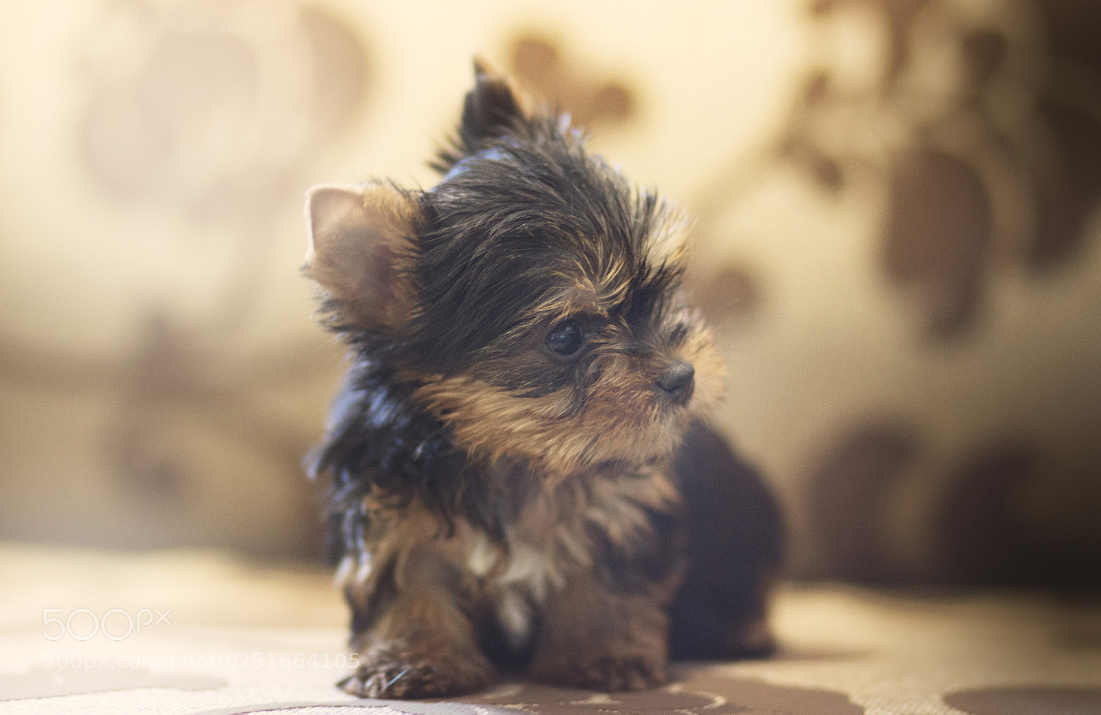 Canon EOS 600D (Rebel EOS T3i / EOS Kiss X5) sample photo. Yorkshire terrier photography