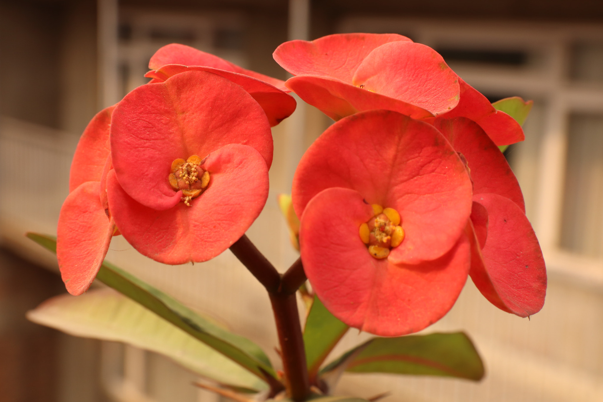 Canon EF-S 17-55mm F2.8 IS USM sample photo
