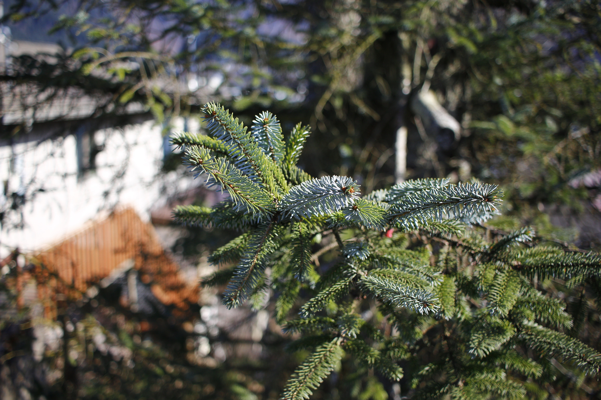 Canon EF-S 24mm F2.8 STM sample photo