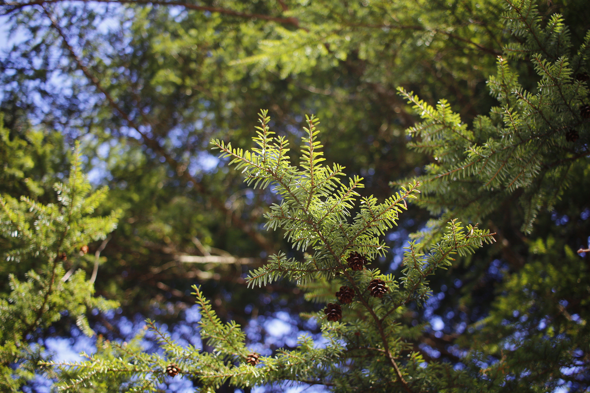 Canon EF-S 24mm F2.8 STM sample photo