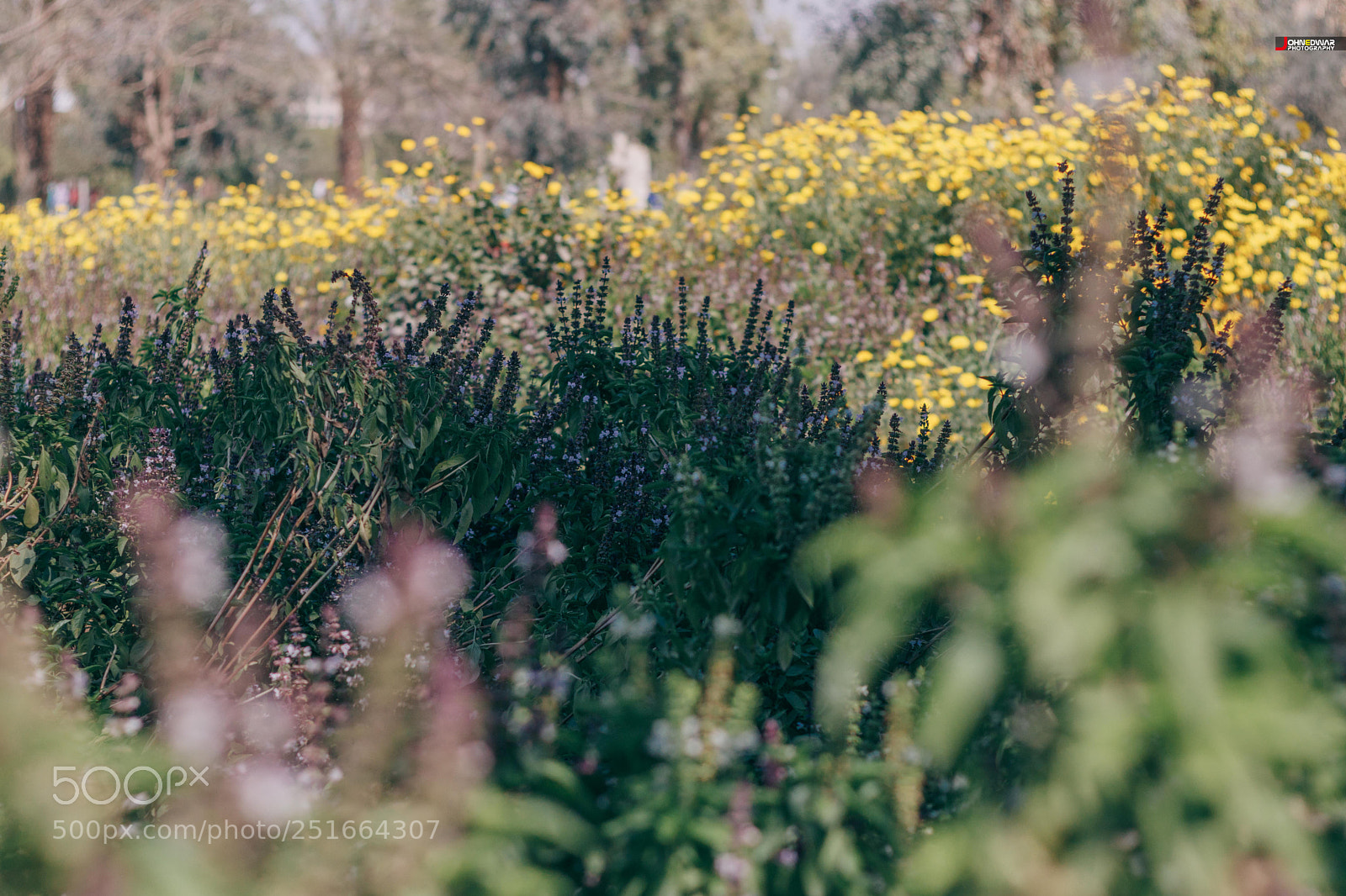 Canon EOS 80D sample photo. Green grass photography
