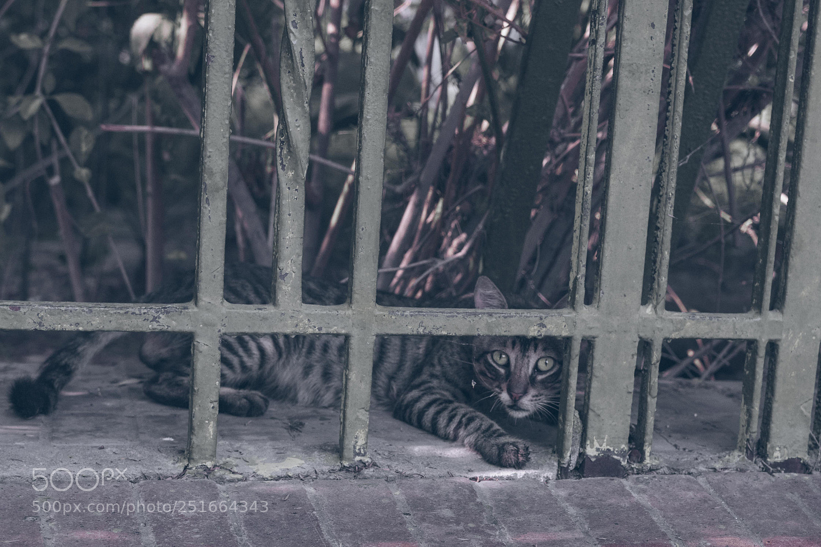 Canon EOS 80D sample photo. Cat look photography