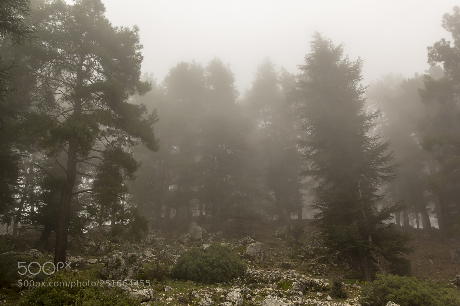 Canon EOS 60D sample photo. Fogged in forest photography
