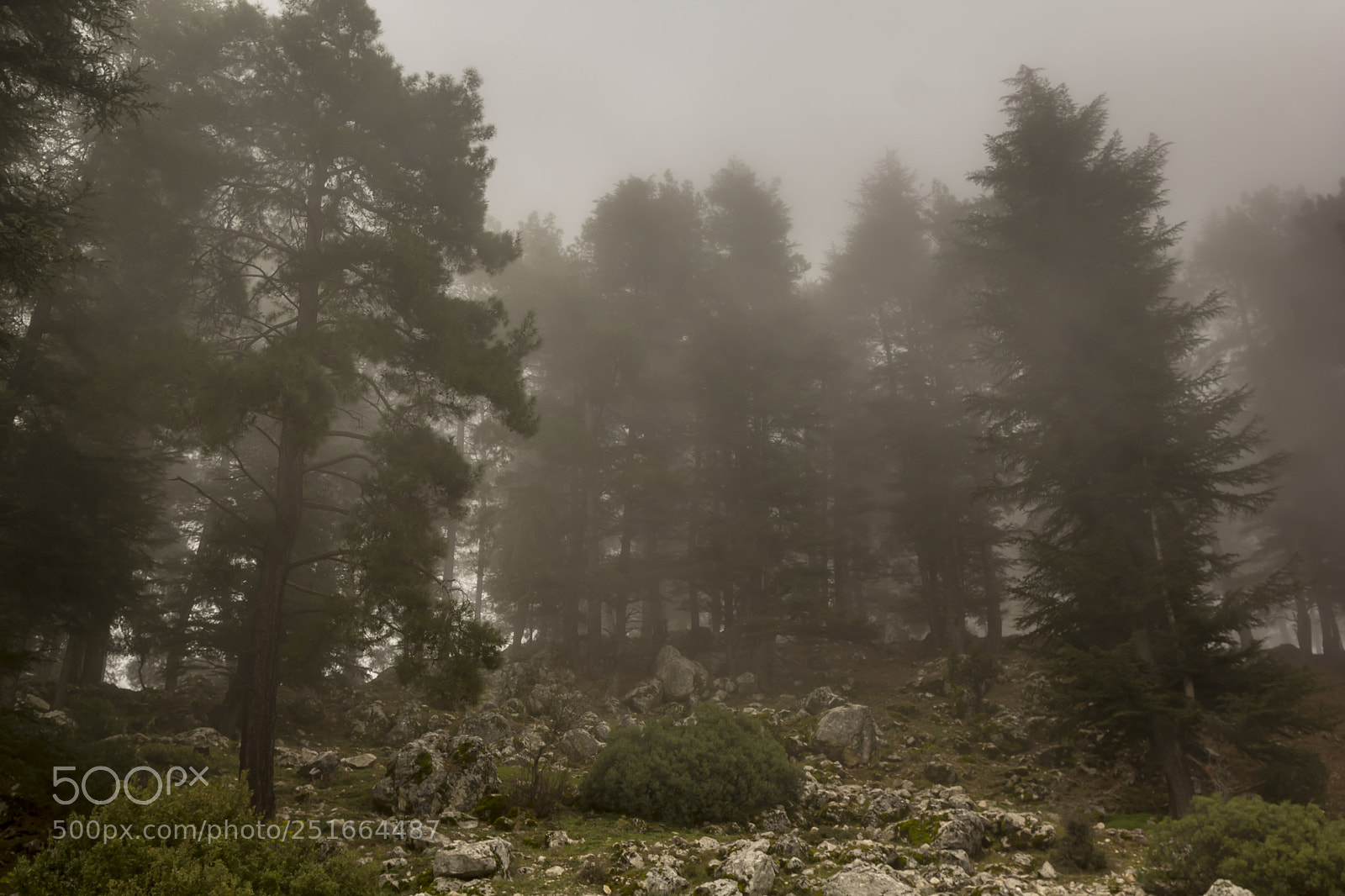 Canon EOS 60D sample photo. Fogged in forest photography
