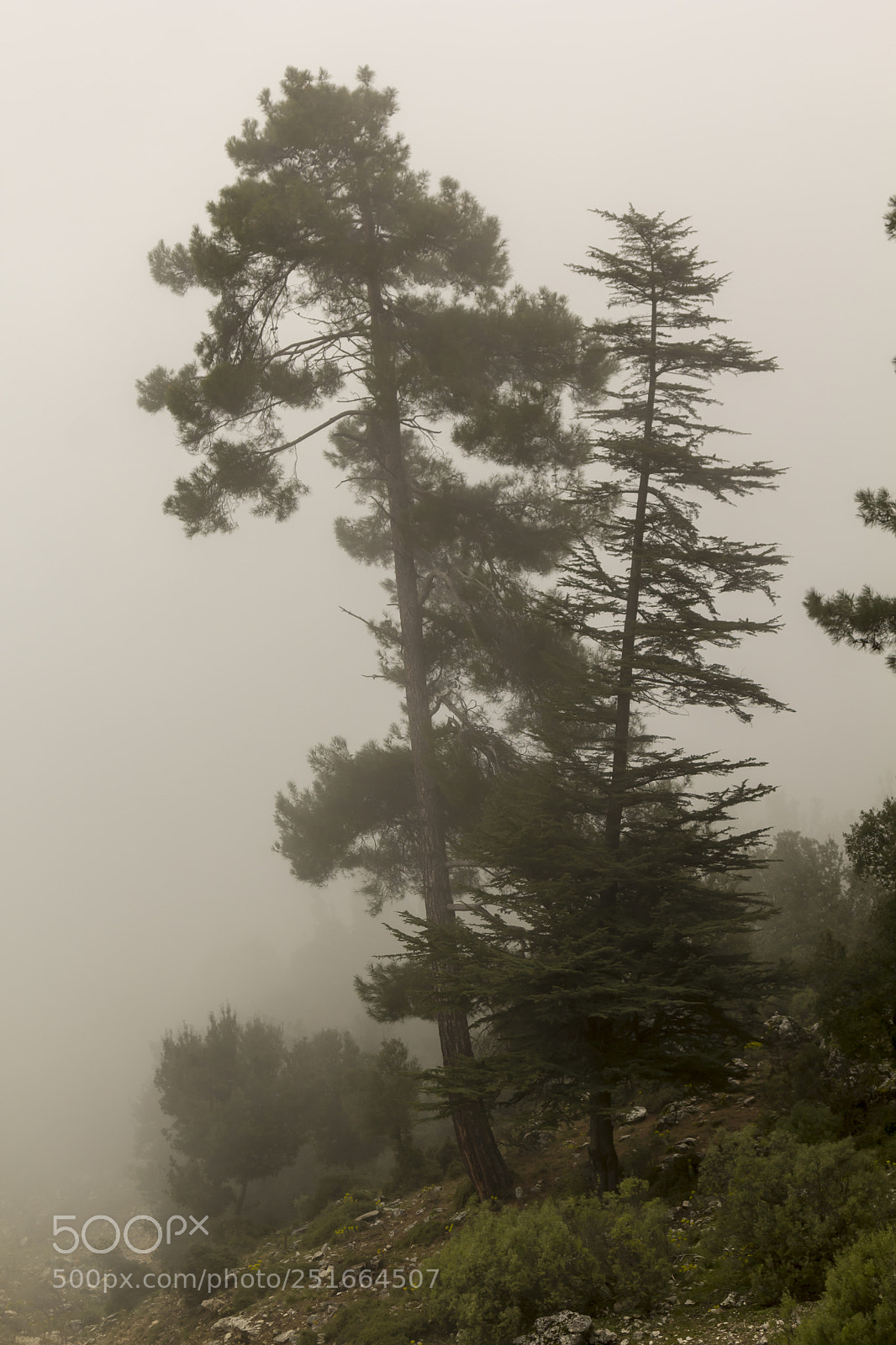 Canon EOS 60D sample photo. Fogged in forest photography