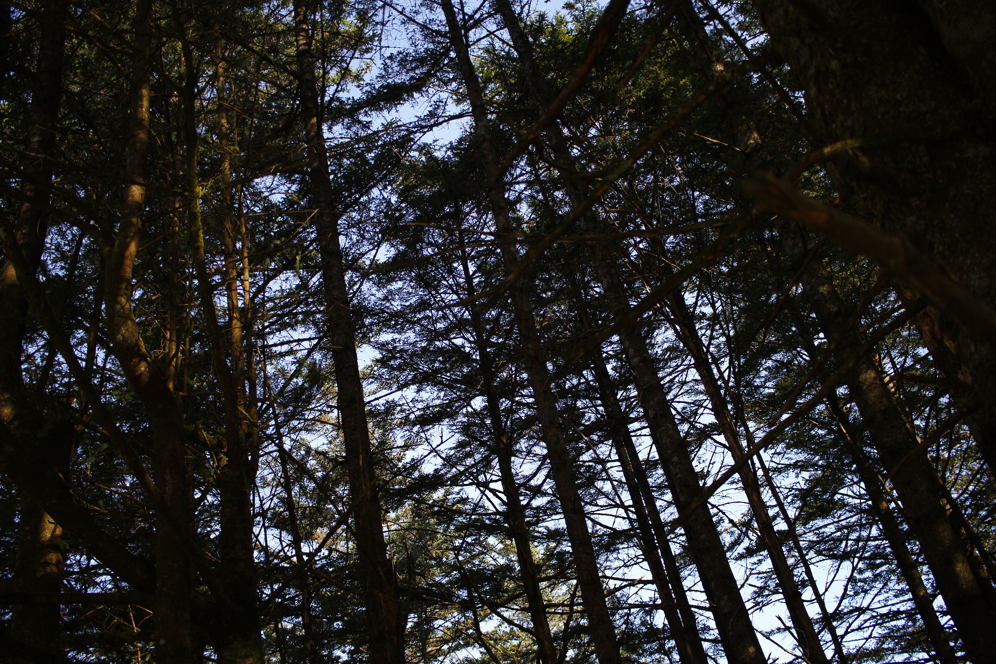 Canon EF-S 24mm F2.8 STM sample photo