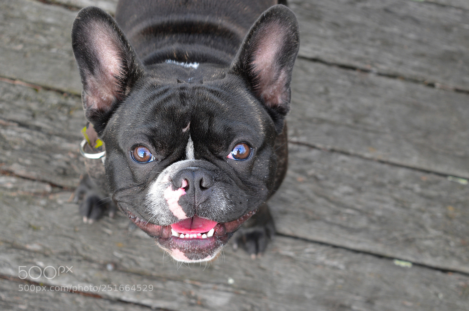 Nikon D3200 sample photo. Dogcute photography