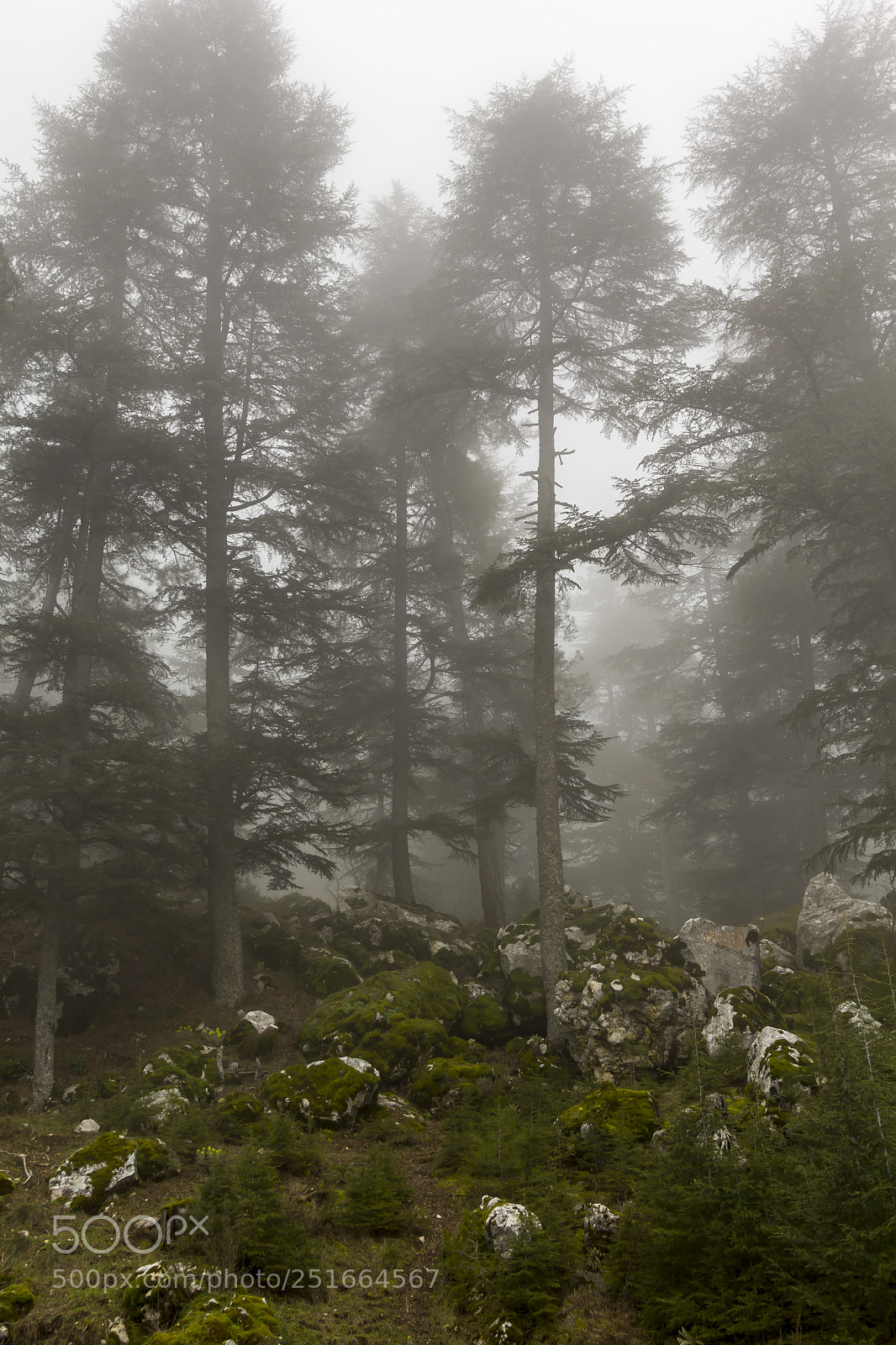 Canon EOS 60D sample photo. Fogged in forest photography