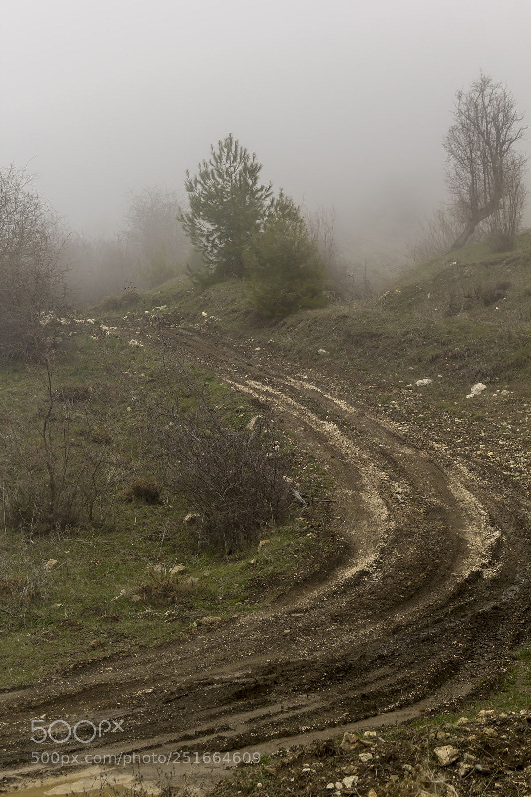 Canon EOS 60D sample photo. Fogged in forest photography