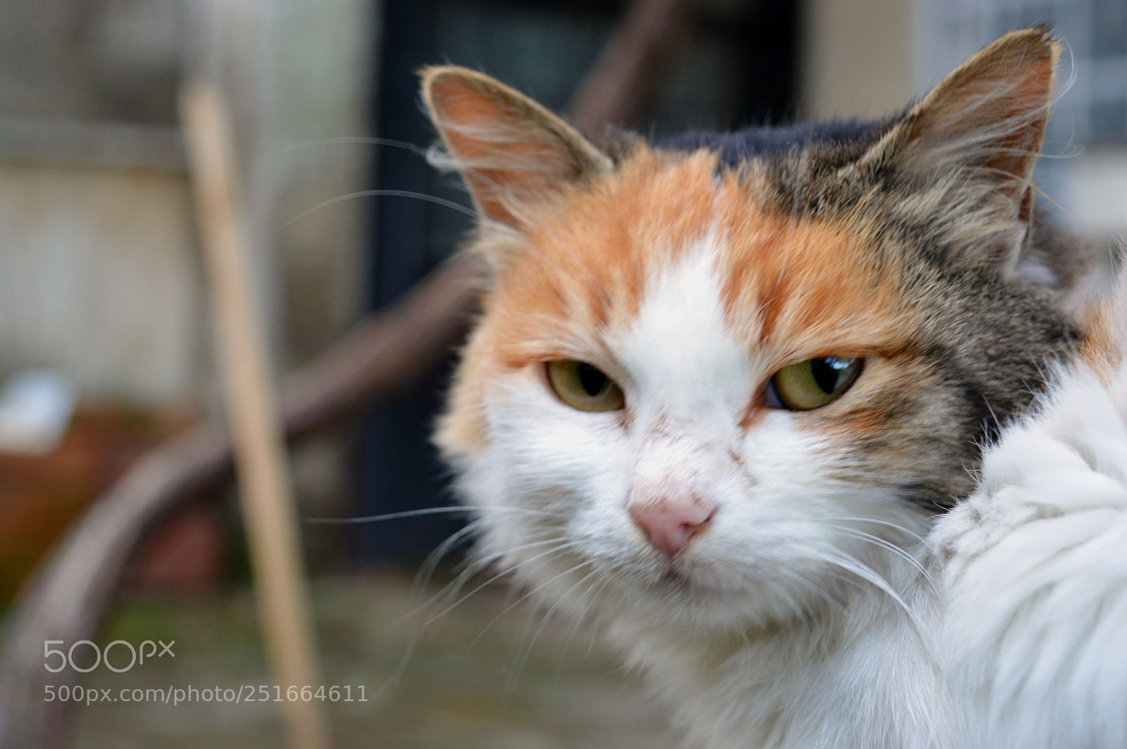 Nikon D3200 sample photo. Catcute photography