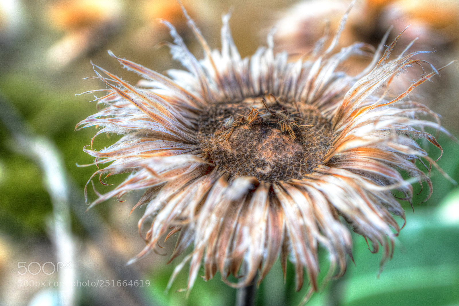 Canon EOS M5 sample photo. Lost glory photography