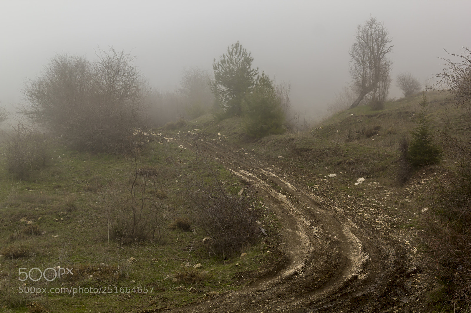 Canon EOS 60D sample photo. Fogged in forest photography