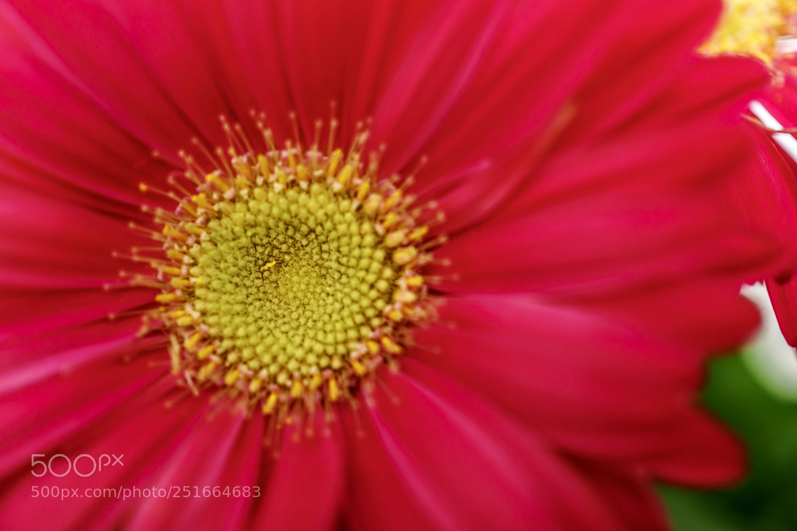 Sony a6300 sample photo. Crimson and gold  photography