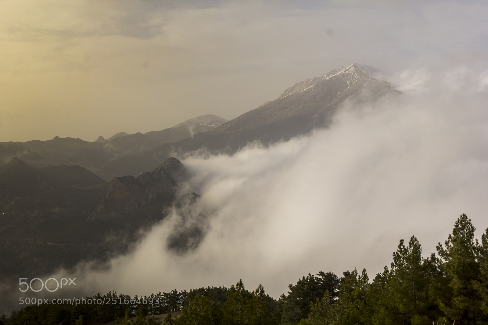 Canon EOS 60D sample photo. Fogged in forest photography