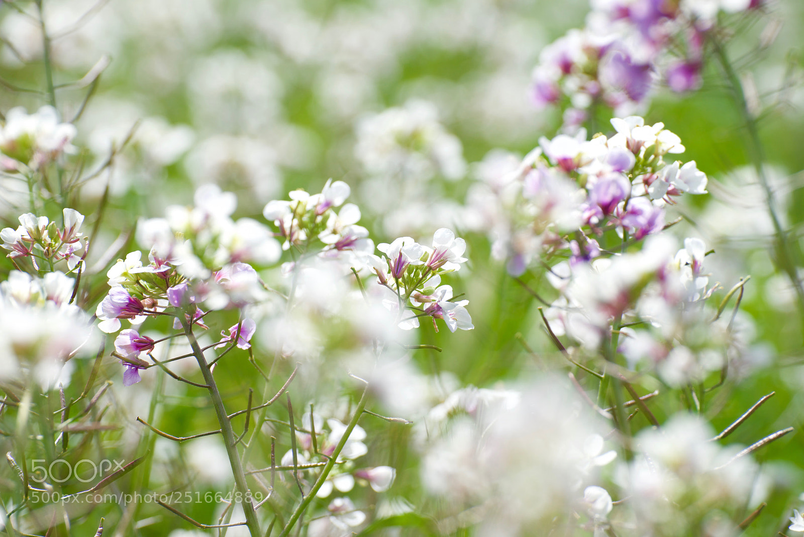 Sony a7R sample photo. Outbreak of colors photography