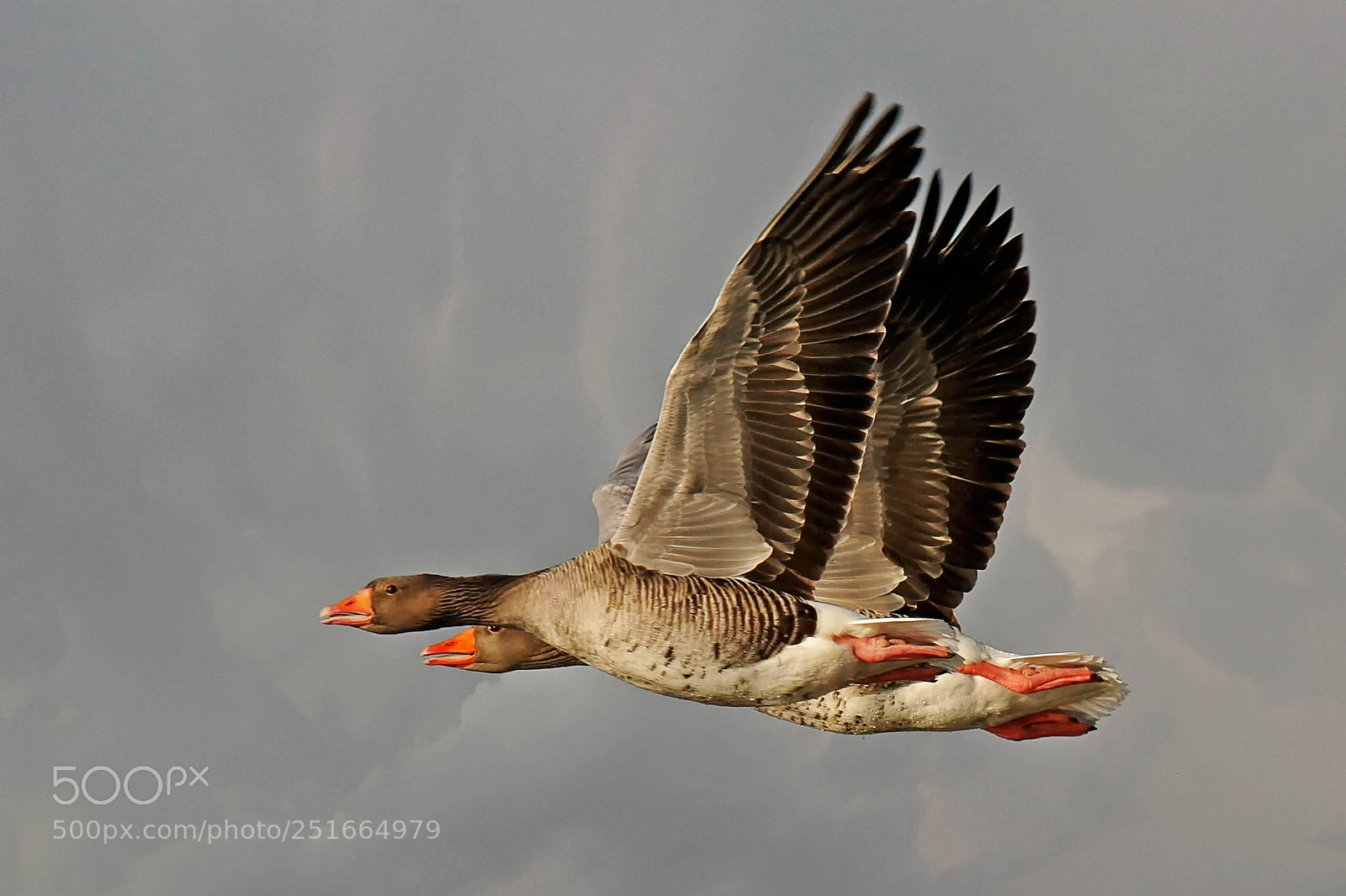 Canon EOS 40D sample photo. Birds in sky photography
