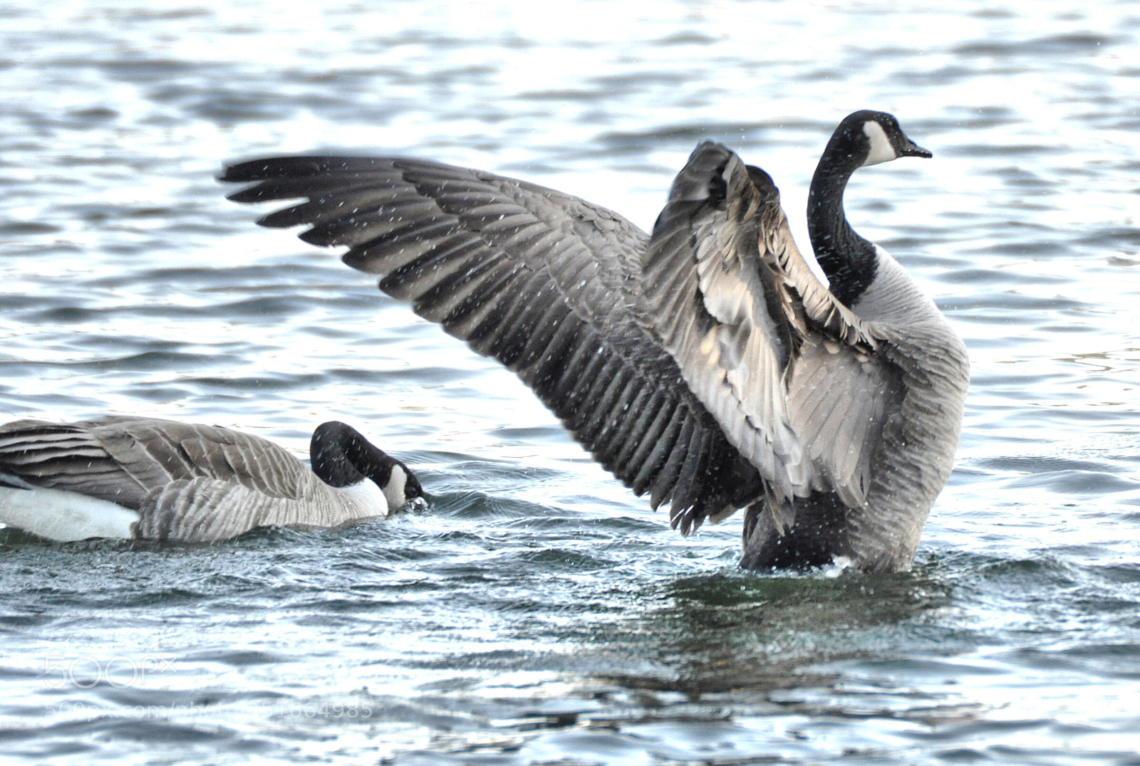 Nikon D90 sample photo. Wings  photography