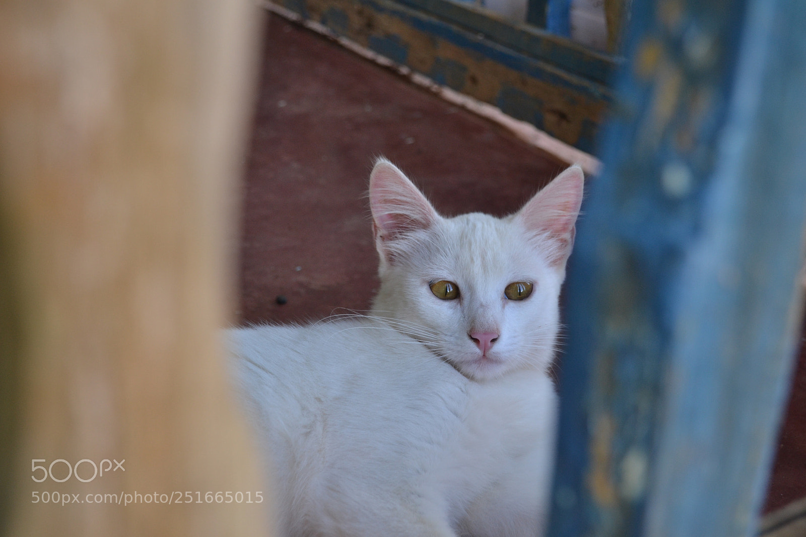 Nikon D3100 sample photo. Cat photography