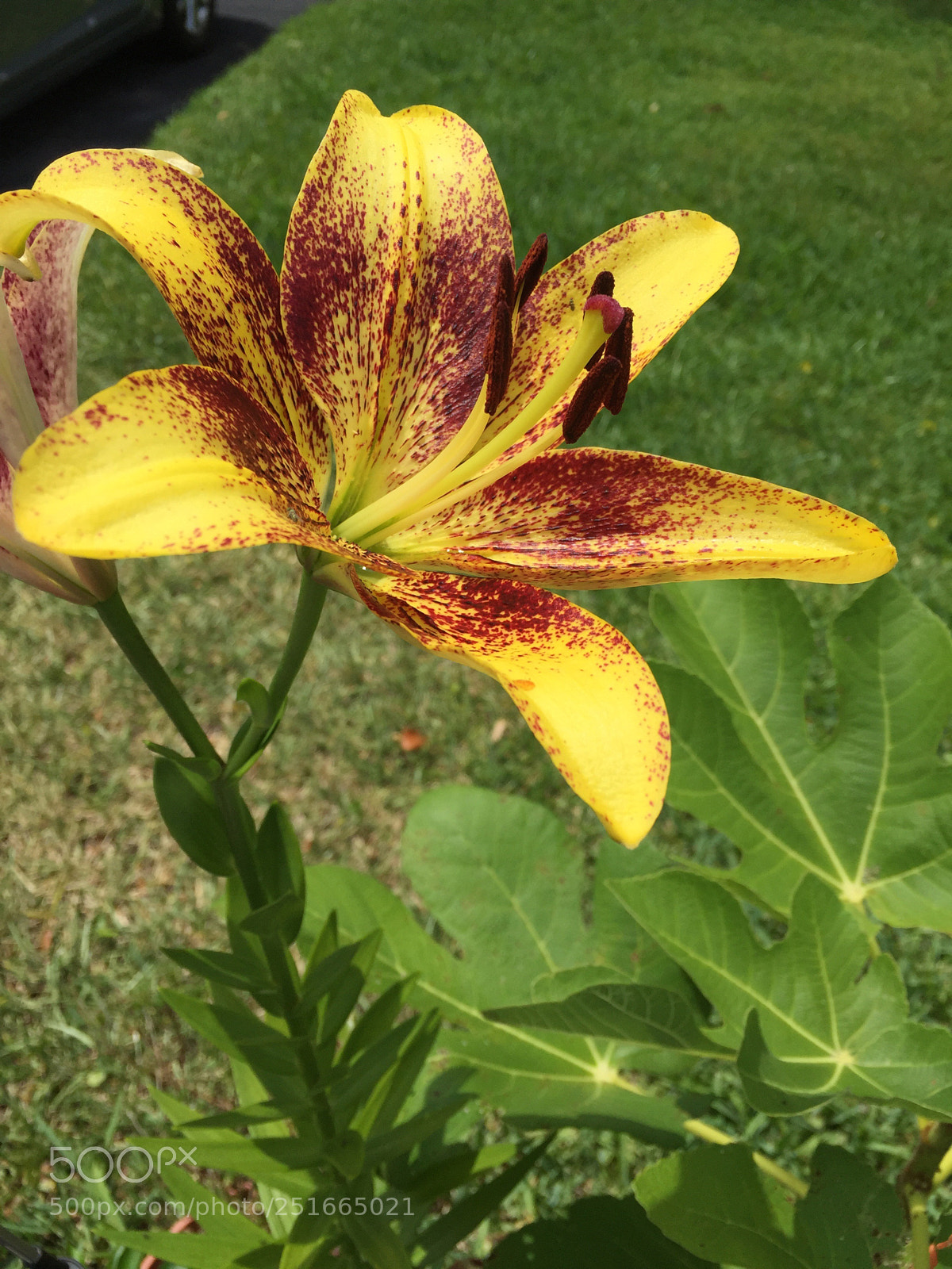 Apple iPhone 6 sample photo. Untitled photography