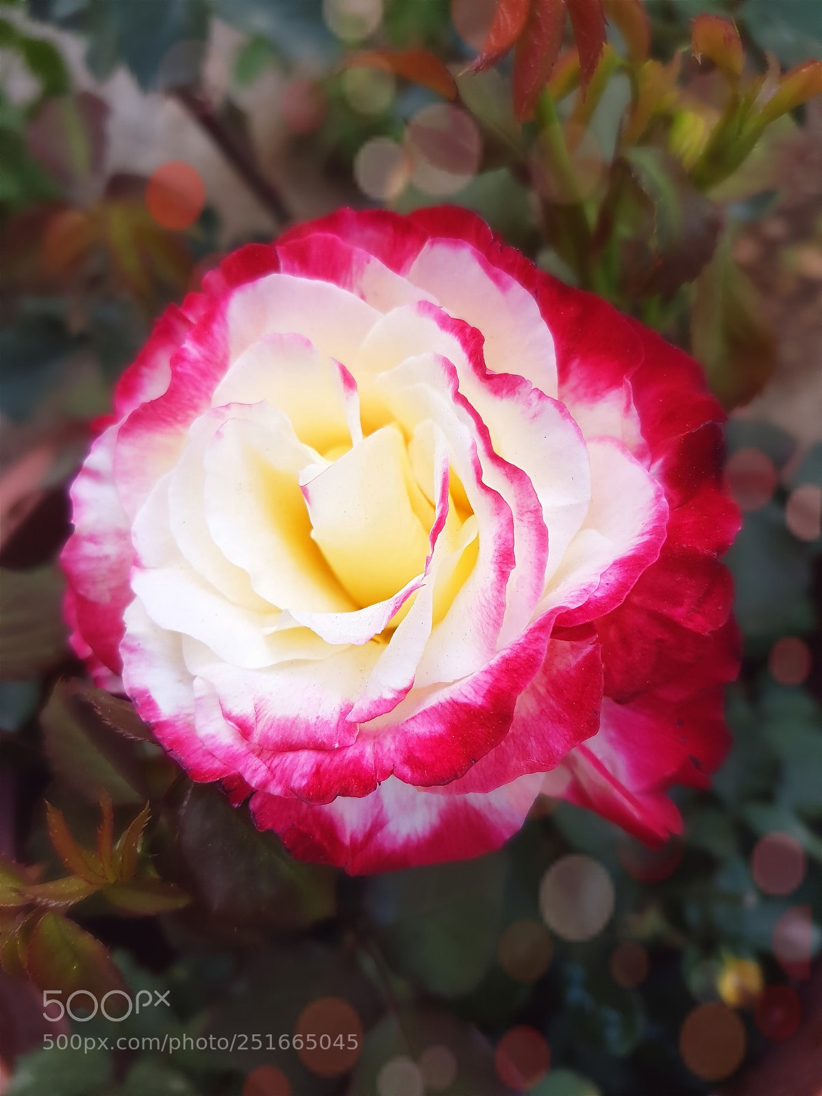 Samsung Galaxy S7 Edge sample photo. Flower photography