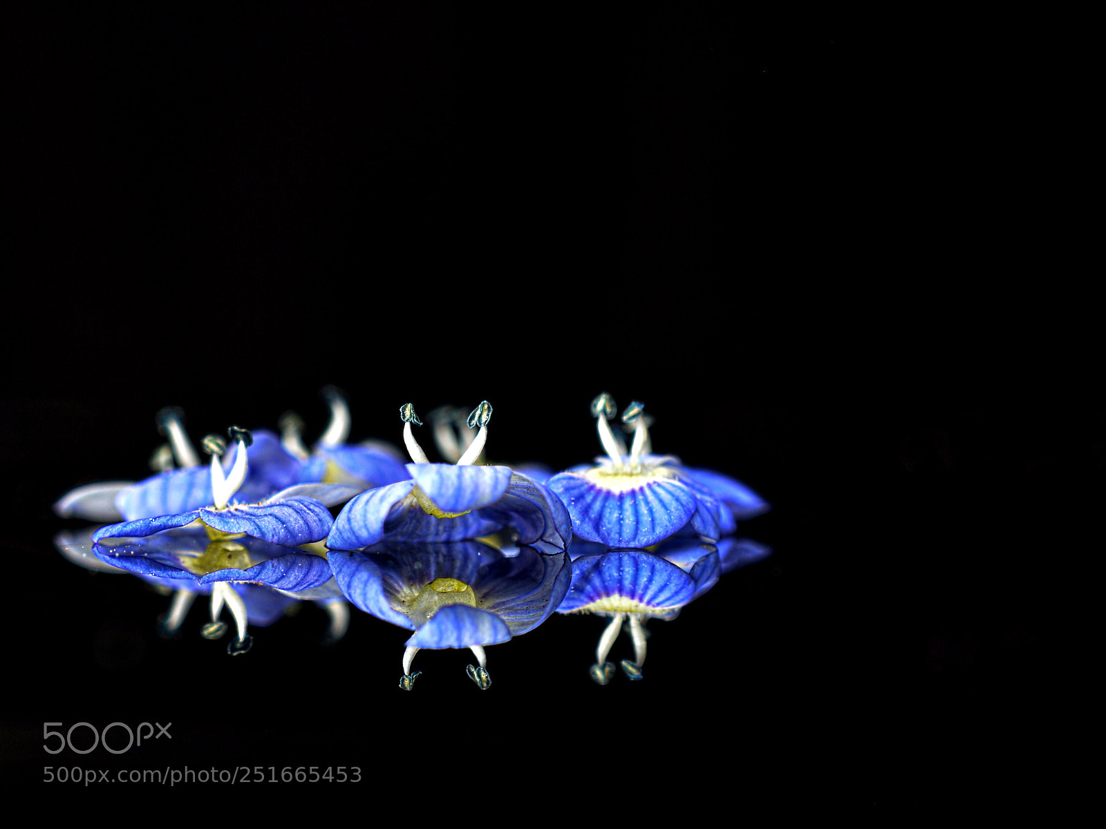 Nikon D7100 sample photo. Waltz of the flowers photography