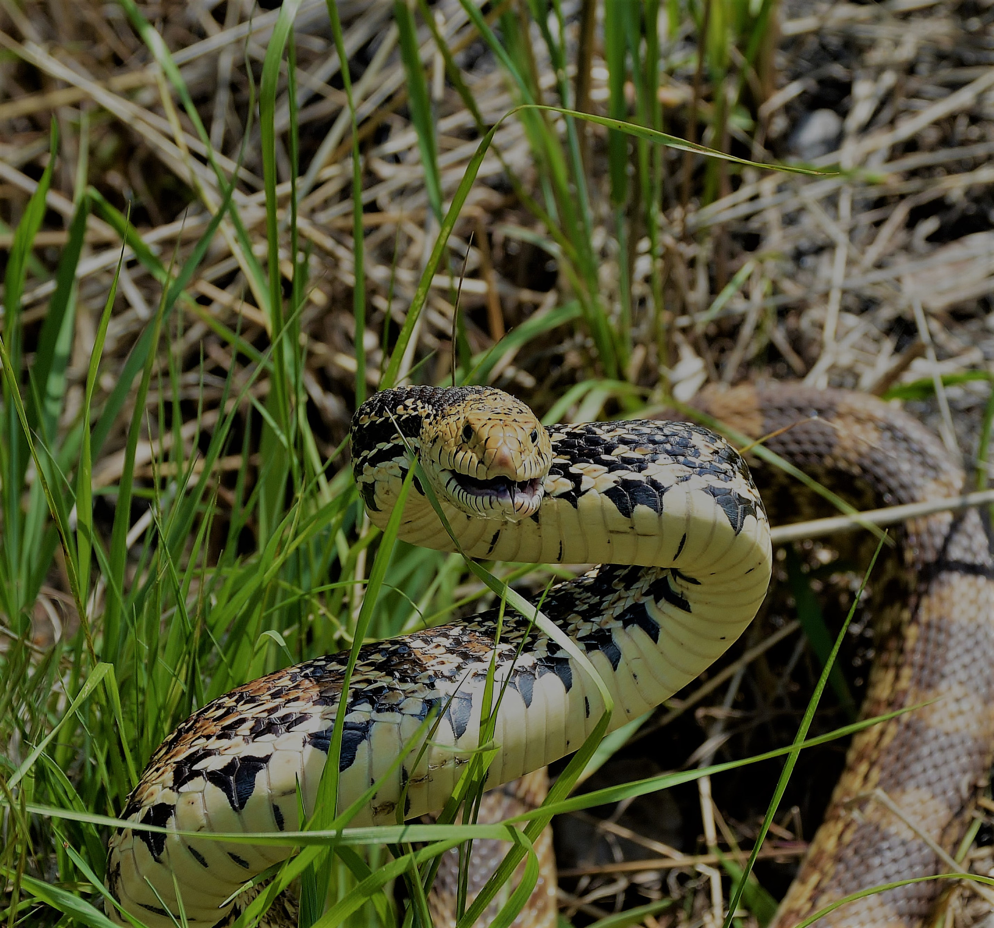 Nikon D3200 sample photo. Colorado king photography