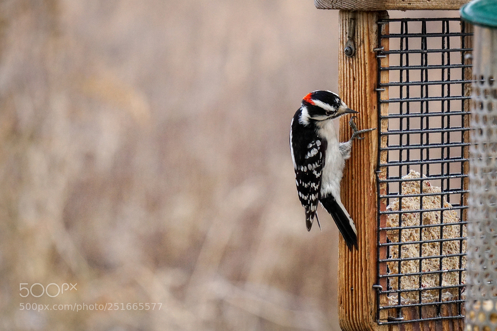 Sony a6000 sample photo. Downy woodpecker at bird photography