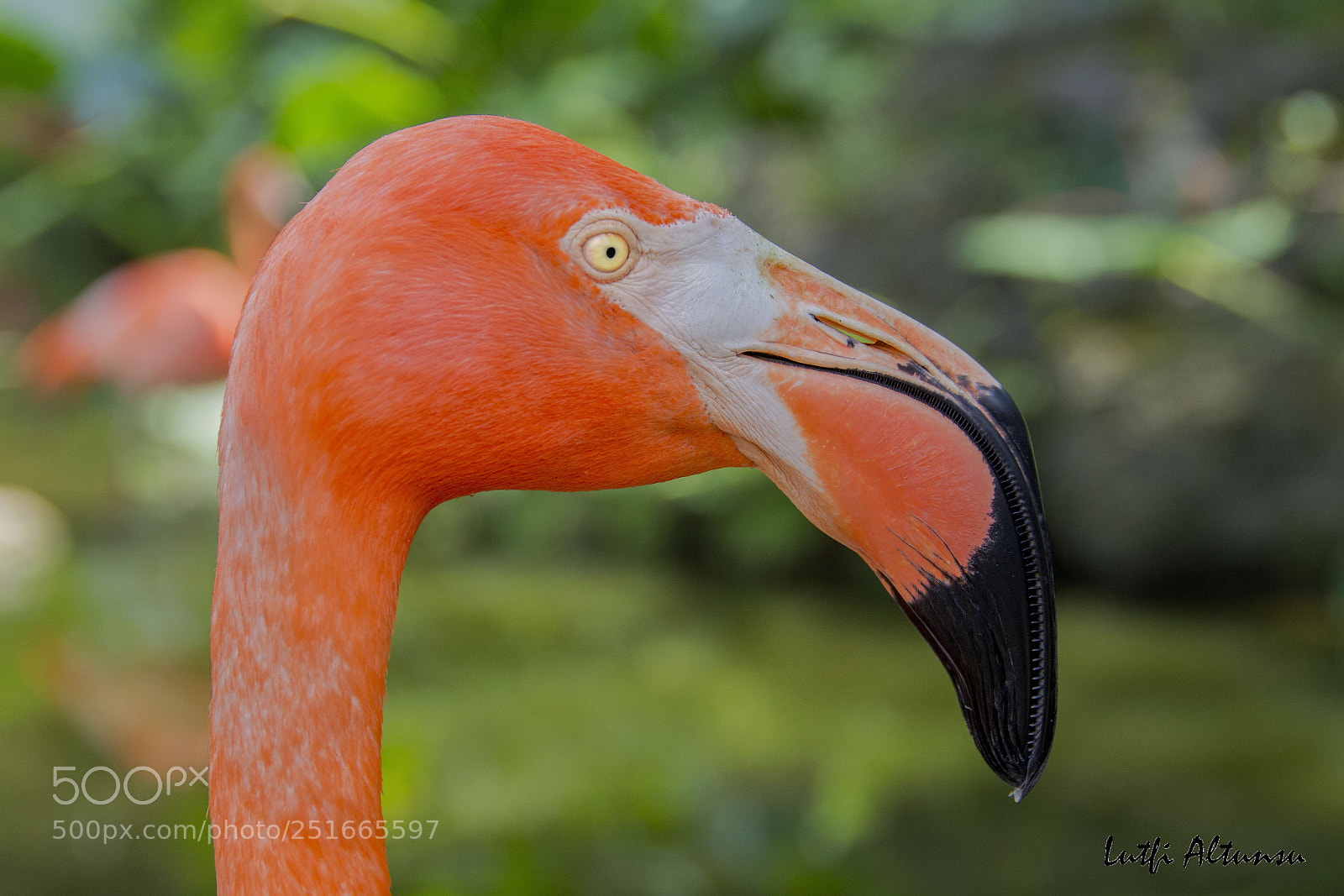 Nikon D7100 sample photo. American flamingo, miami, florida, 2016 photography