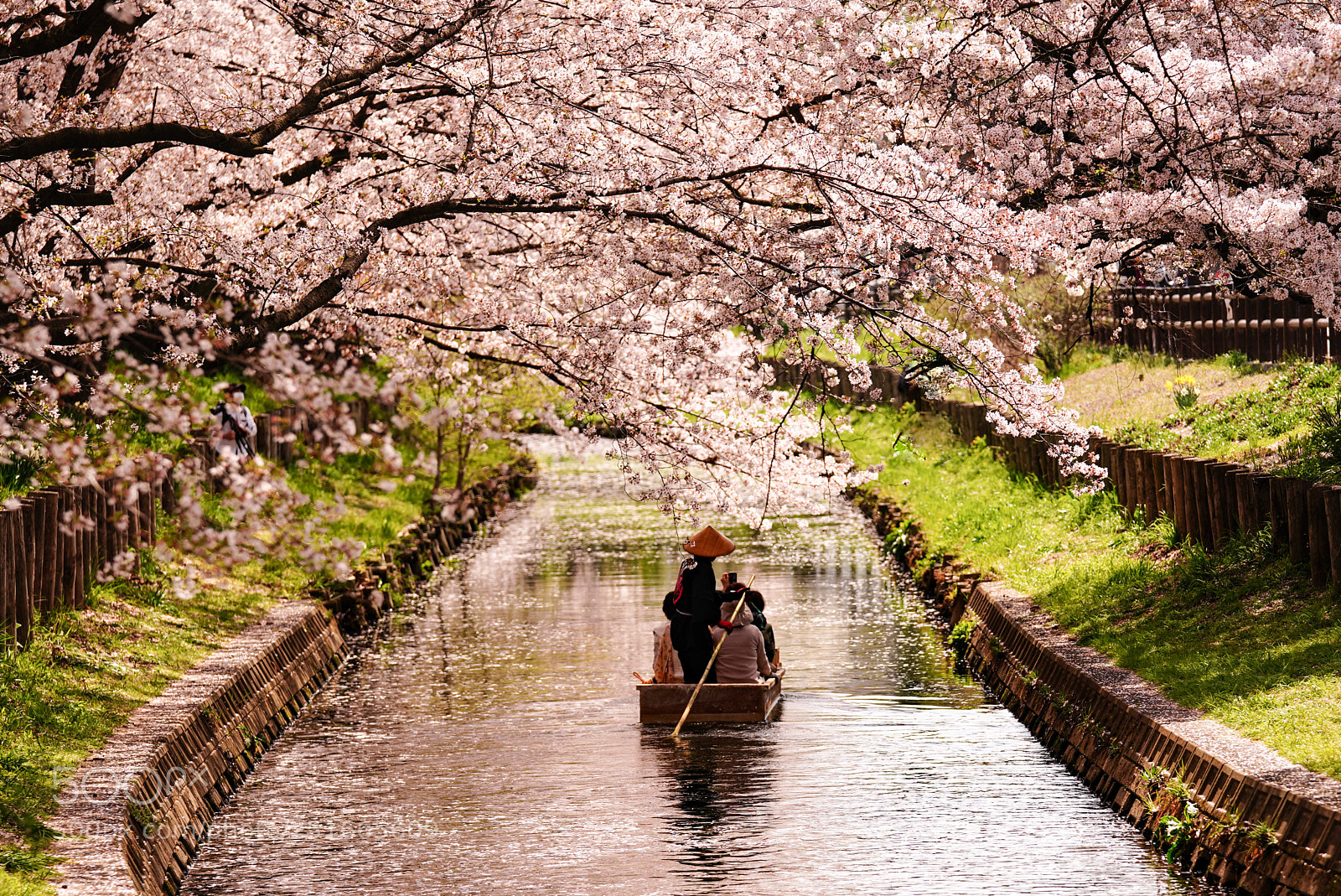 Sony a7R III sample photo. 新河岸川の桜 2018-1 photography
