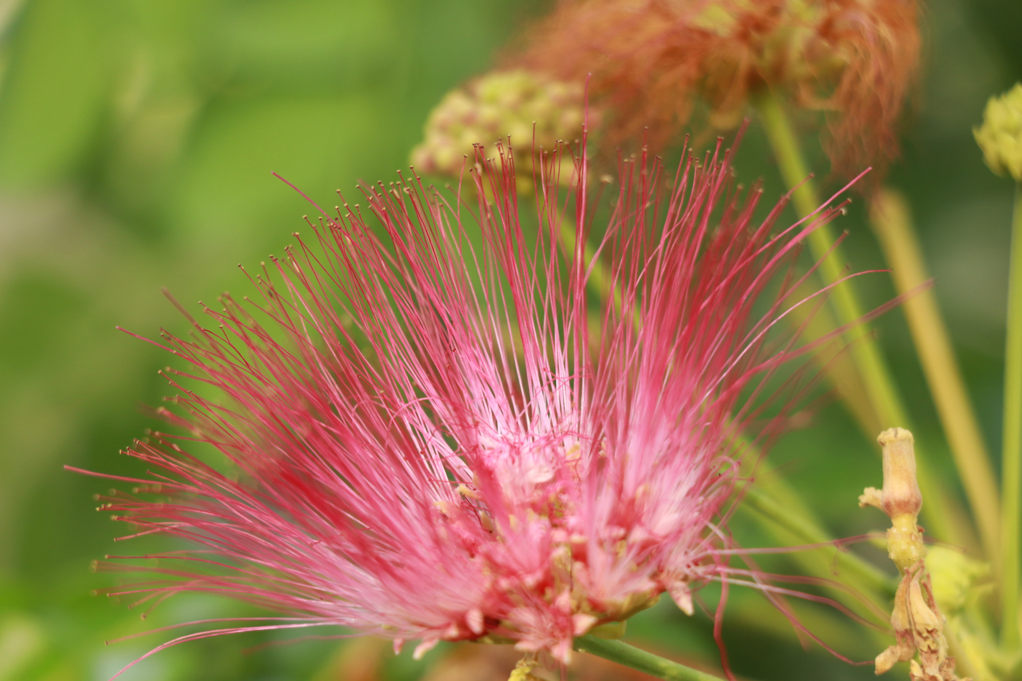 Canon EOS 77D (EOS 9000D / EOS 770D) sample photo. Flowera campano photography