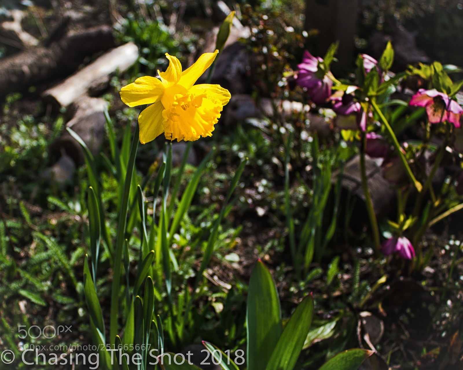 Canon EOS 600D (Rebel EOS T3i / EOS Kiss X5) sample photo. Solo daffodil photography