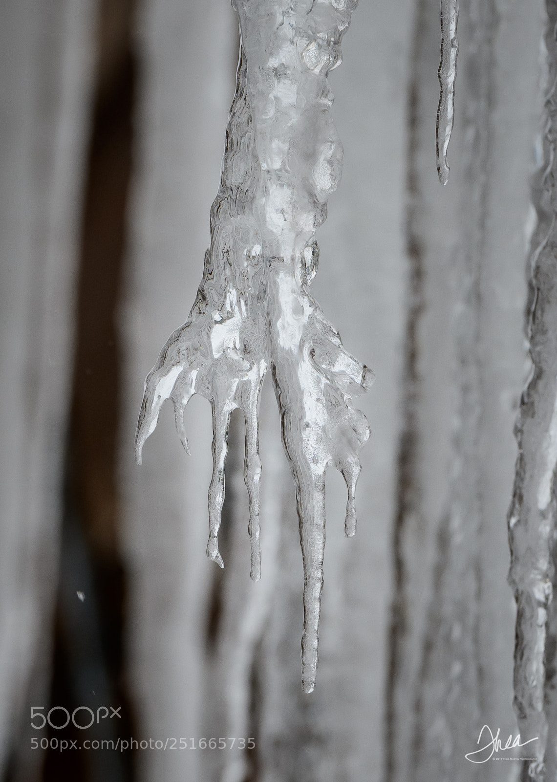 Nikon D850 sample photo. Flagg ranch icicle photography