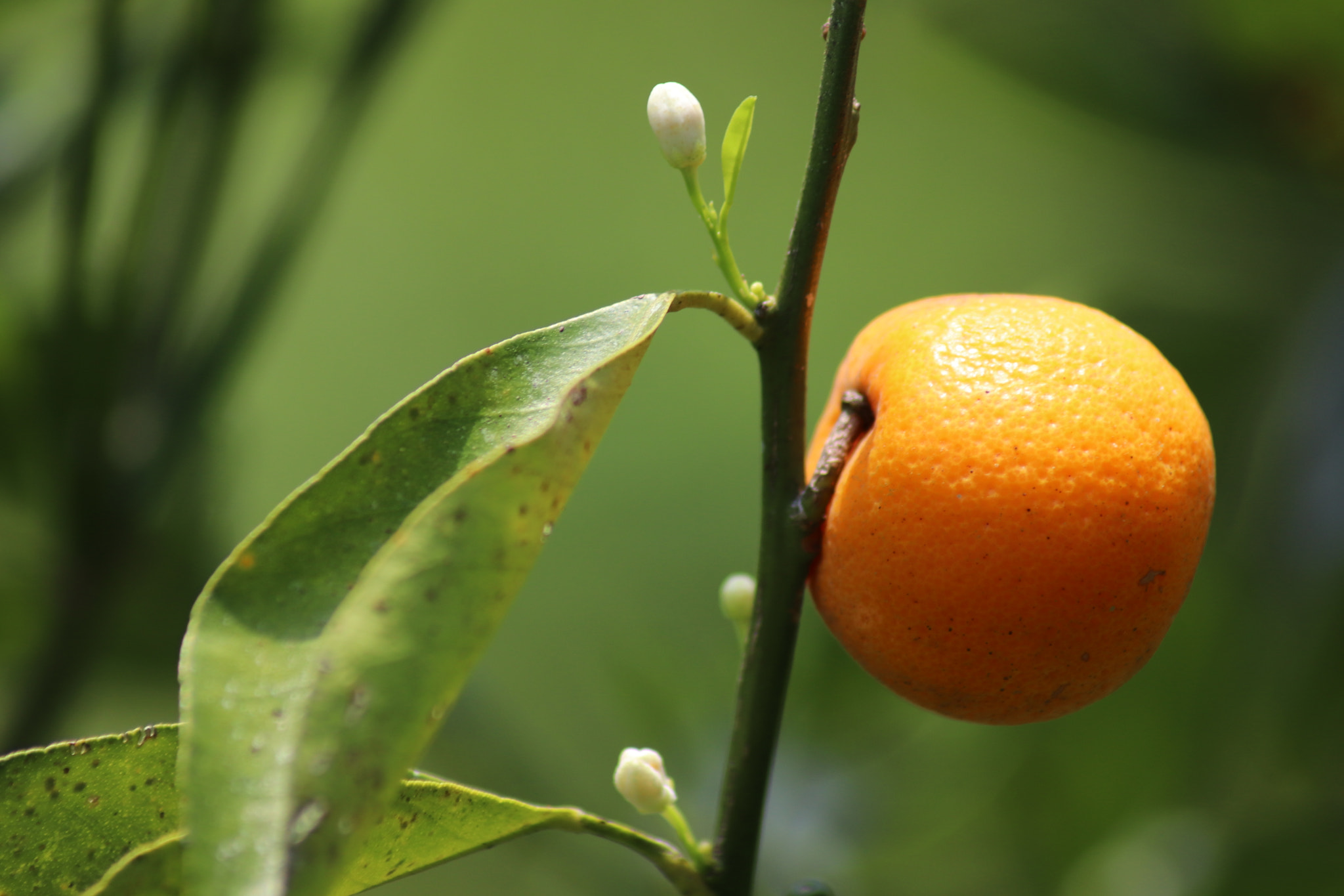 Canon EOS 77D (EOS 9000D / EOS 770D) sample photo. Orange photography