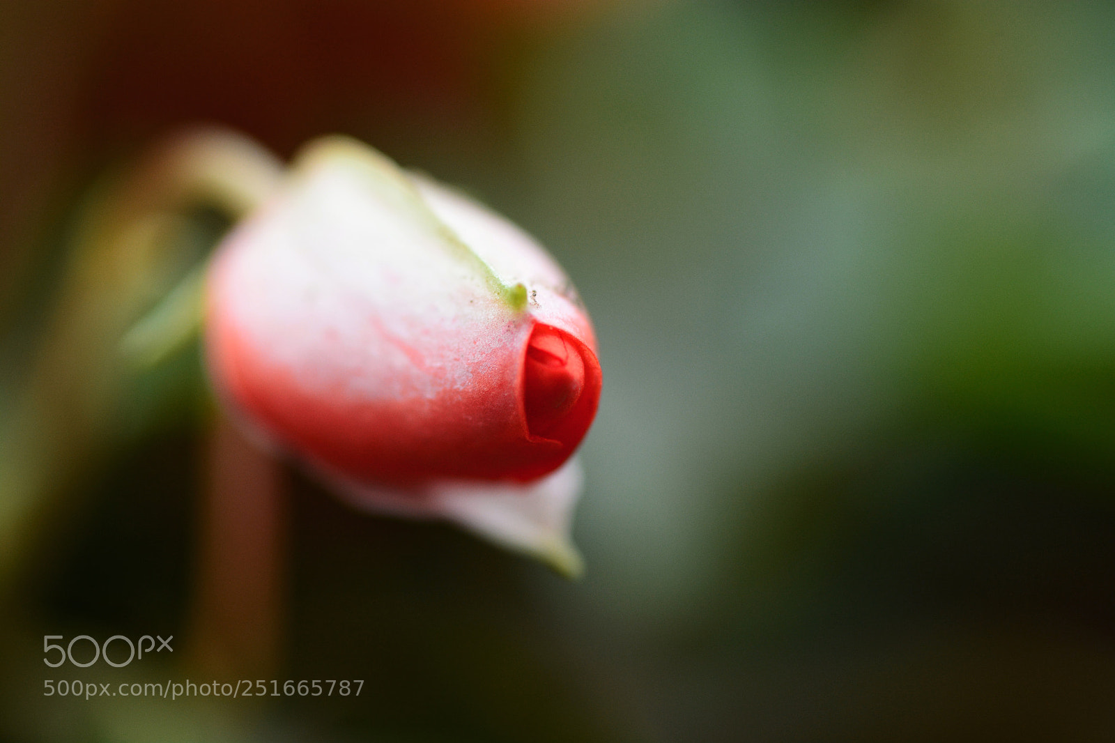 Nikon D7100 sample photo. Untitled photography