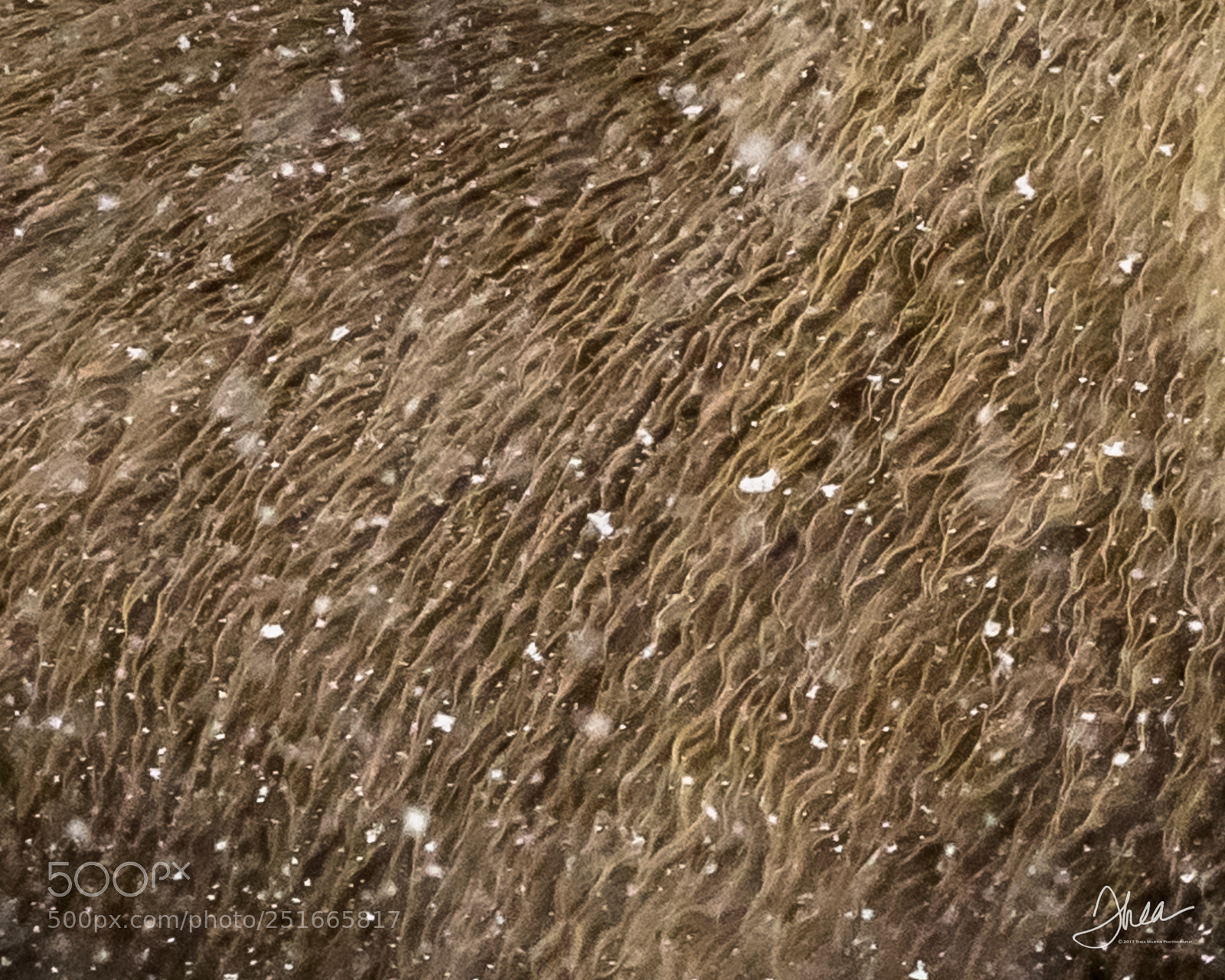 Nikon D850 sample photo. Snowy bison abstract photography