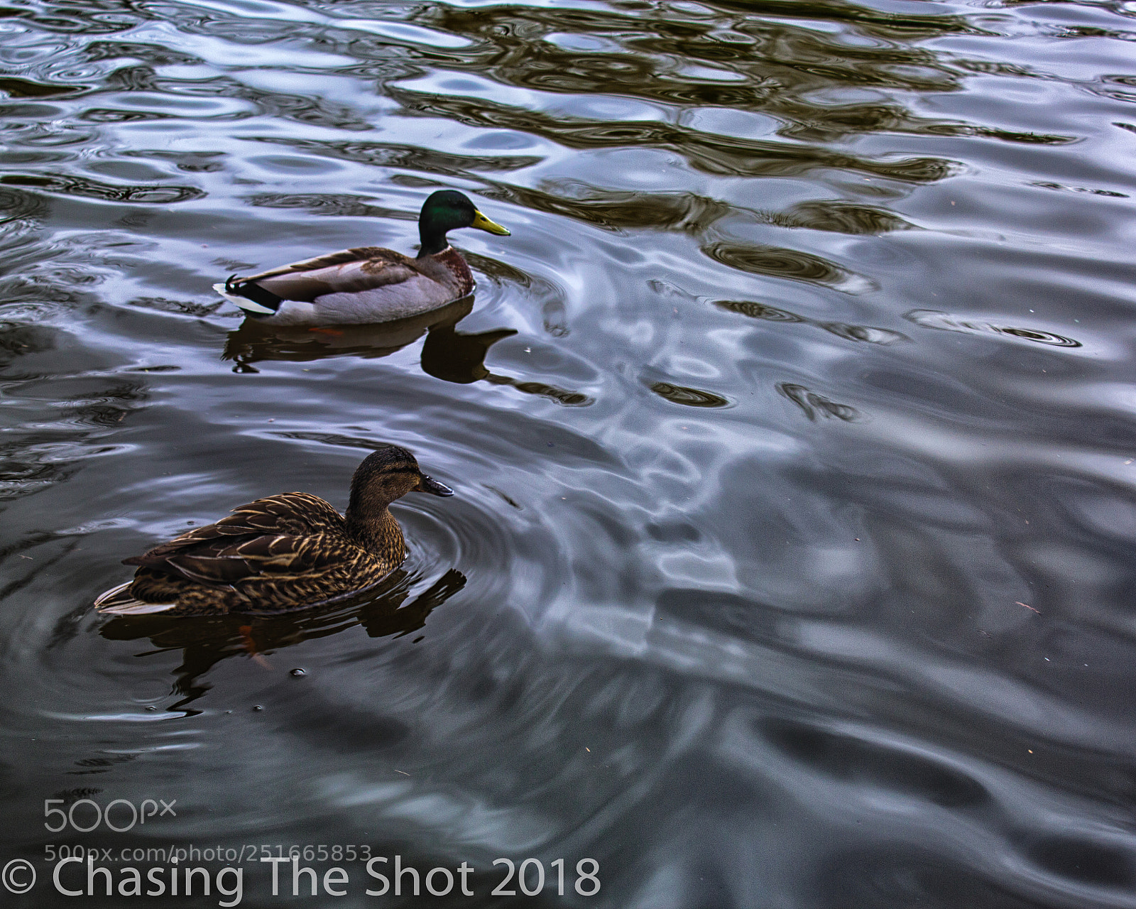 Canon EOS 600D (Rebel EOS T3i / EOS Kiss X5) sample photo. Ducks on the severn photography