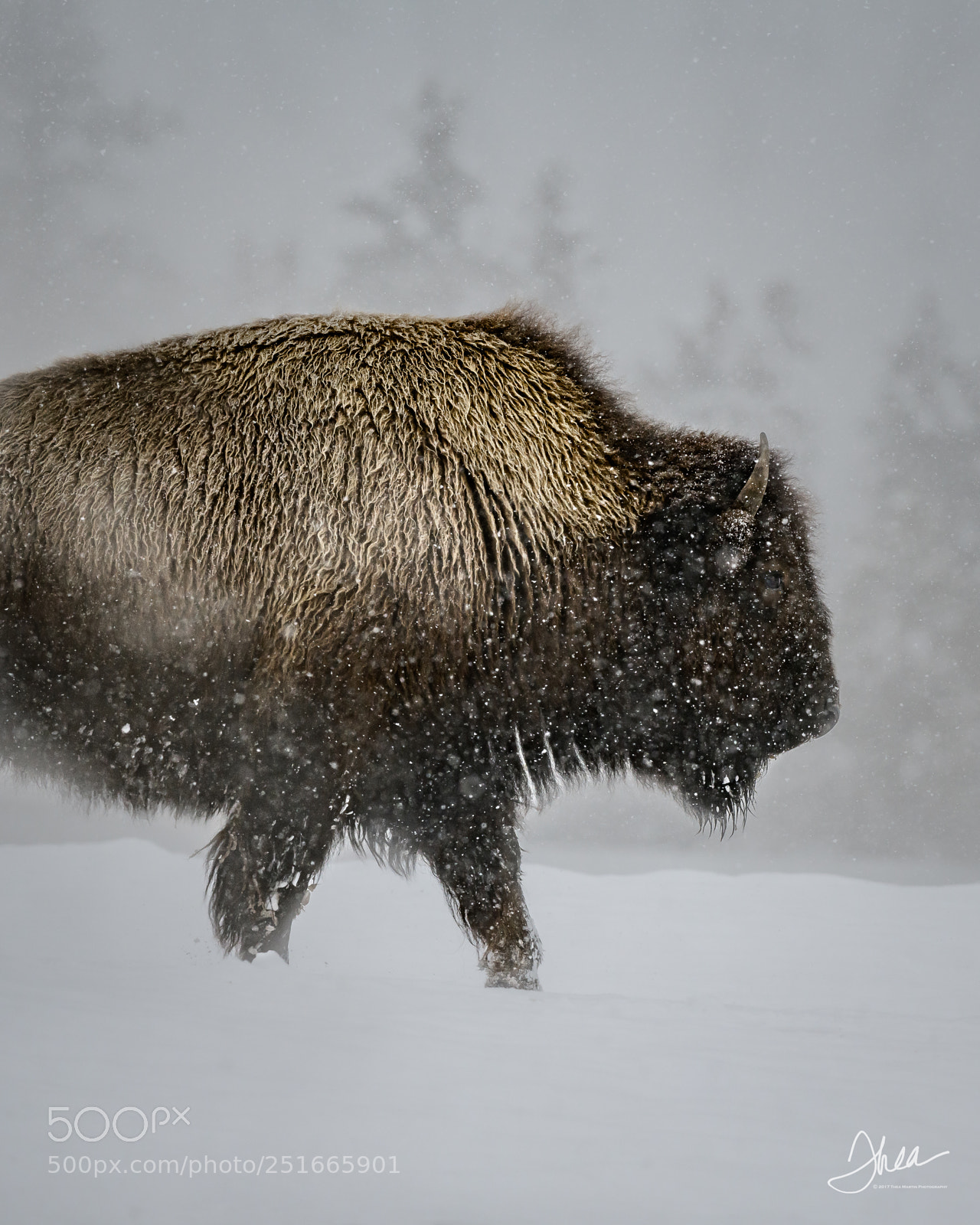Nikon D850 sample photo. Bison blizzard photography
