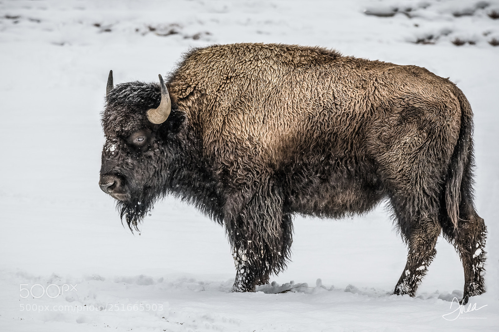 Nikon D850 sample photo. Bison coat textures photography