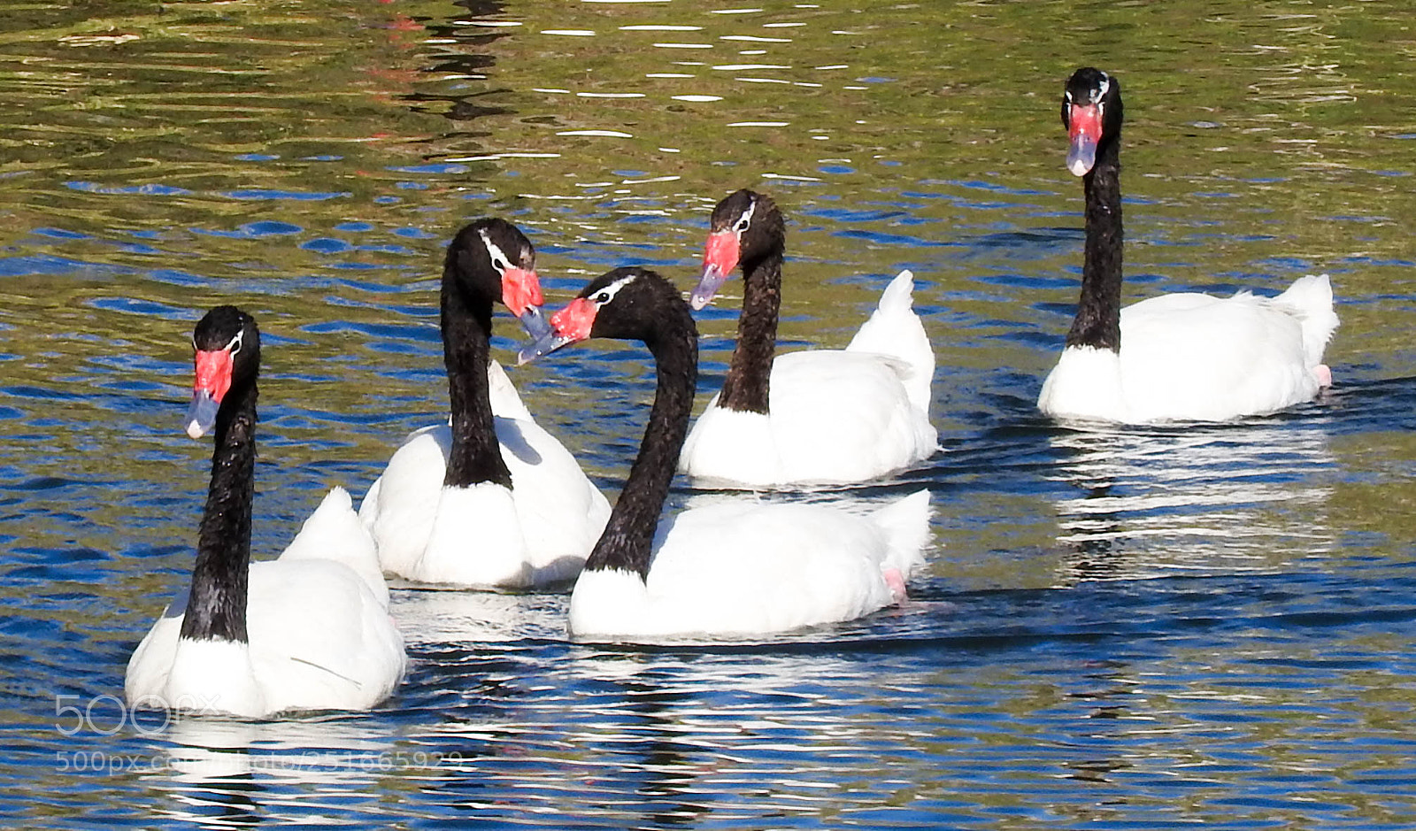 Nikon Coolpix P610 sample photo. Cisne cuello negro photography