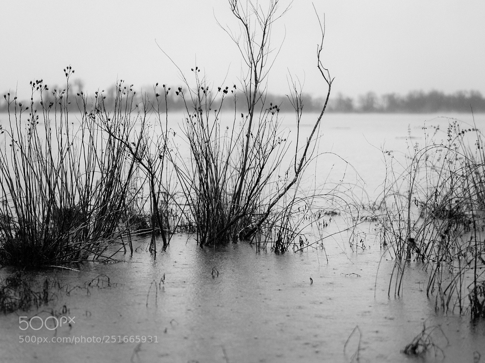 Sony a6500 sample photo. Tidal meadow photography
