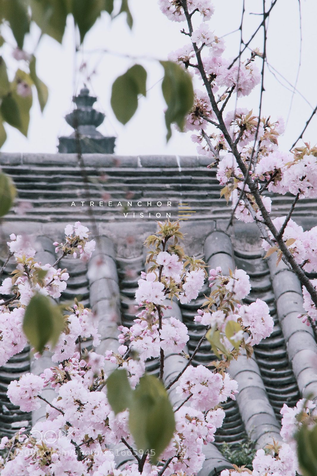 Canon EOS M5 sample photo. 西安青龙寺樱花 photography