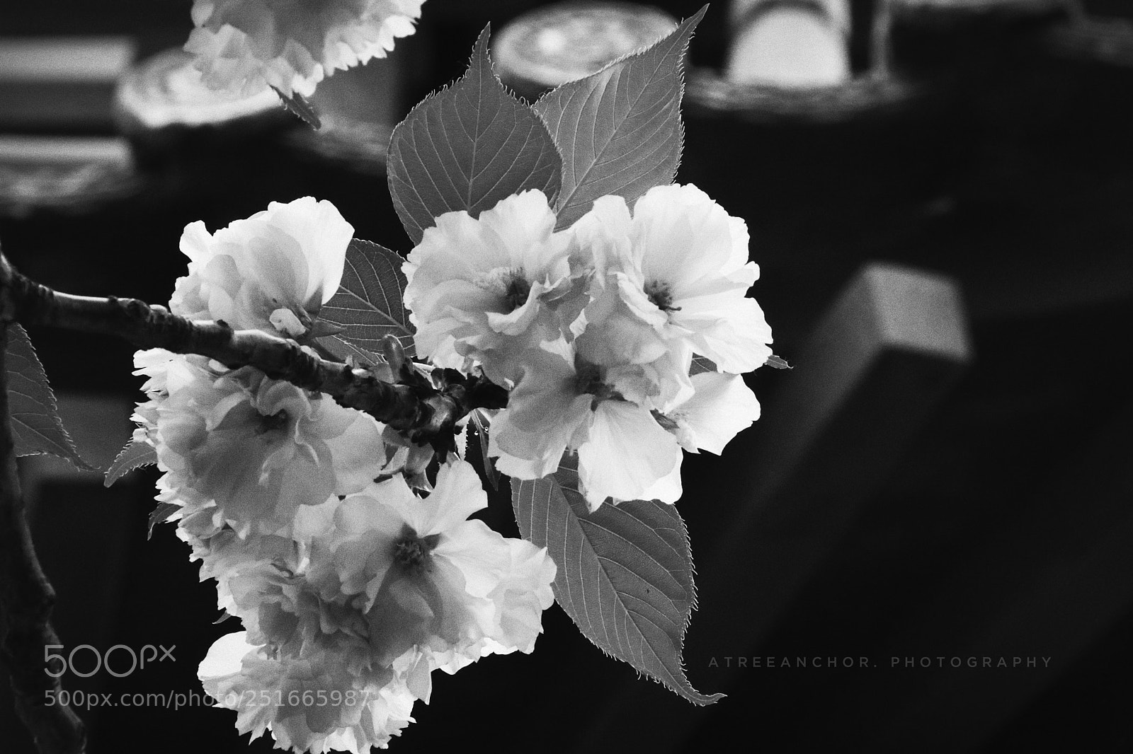 Canon EOS M5 sample photo. Hanami shot photography