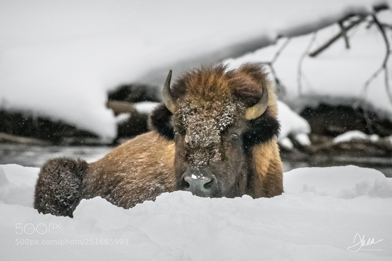 Nikon D850 sample photo. Sleepy bison photography
