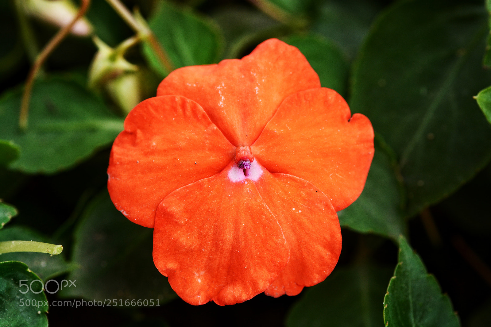 Nikon D7100 sample photo. Untitled photography
