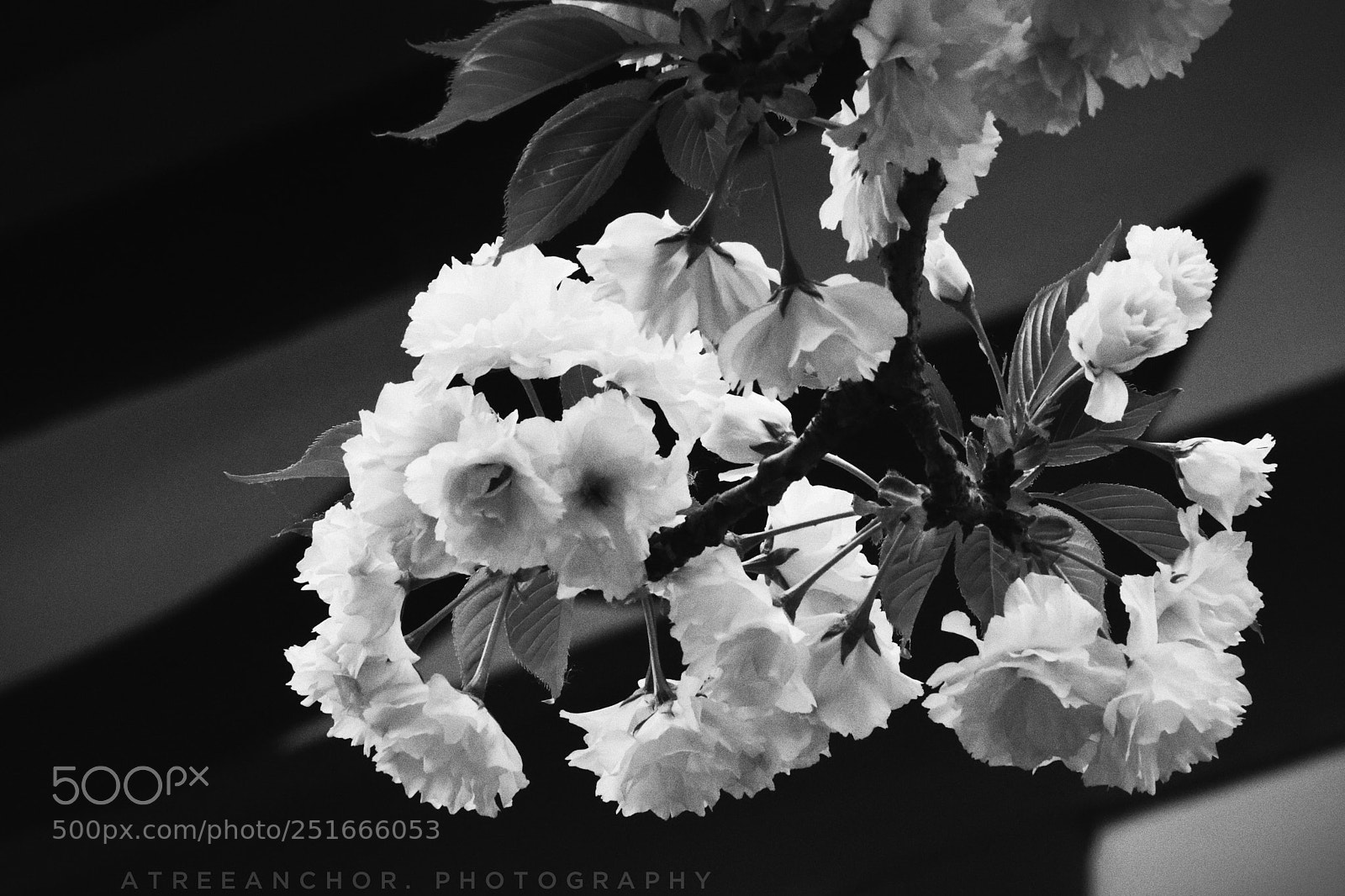 Canon EOS M5 sample photo. 屋檐下的樱花 photography