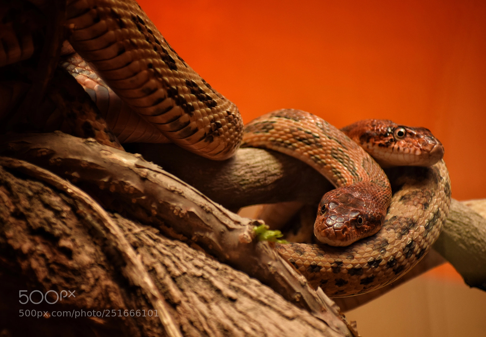 Nikon D5300 sample photo. Reptiles ! photography