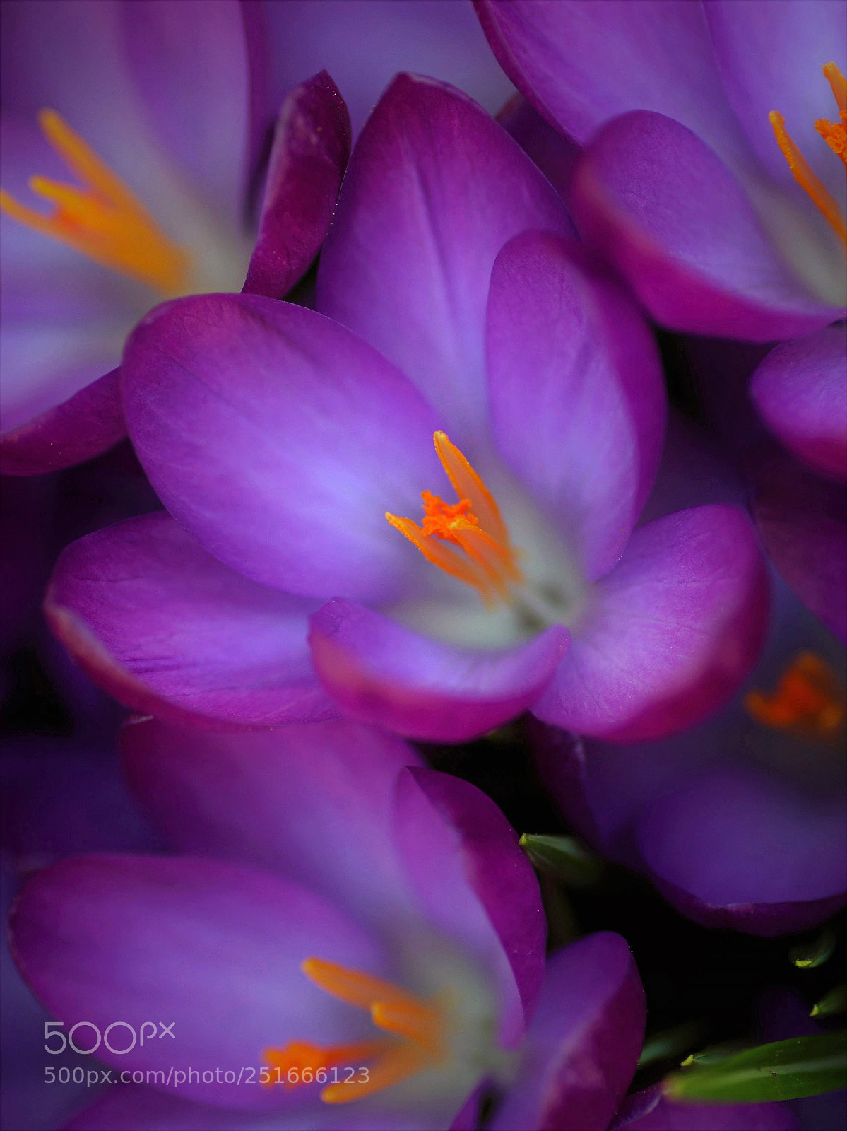Canon EOS 600D (Rebel EOS T3i / EOS Kiss X5) sample photo. Crocuses photography