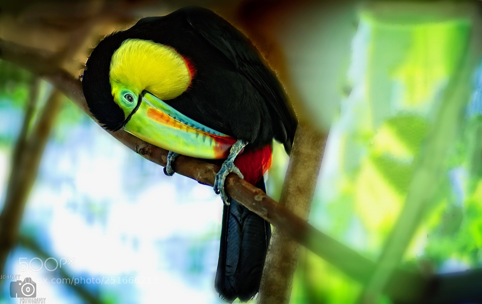 Sony a7R II sample photo. Tucán. photography