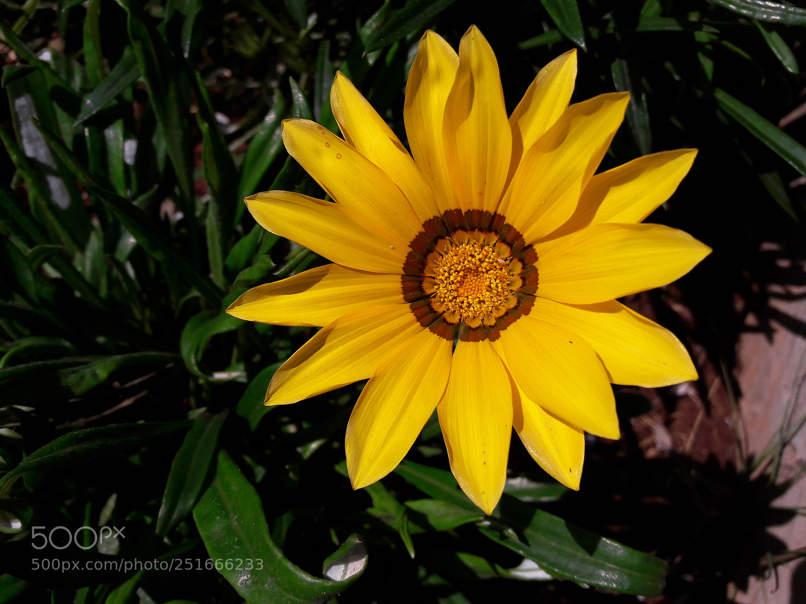 Samsung Galaxy A5(2016) sample photo. The flowers photography